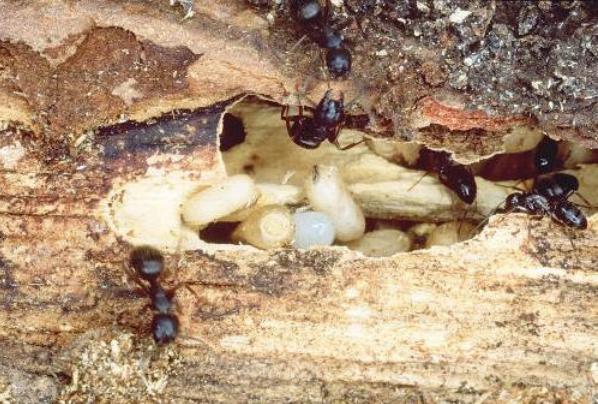 sarang telur larva pupa semut kayu
